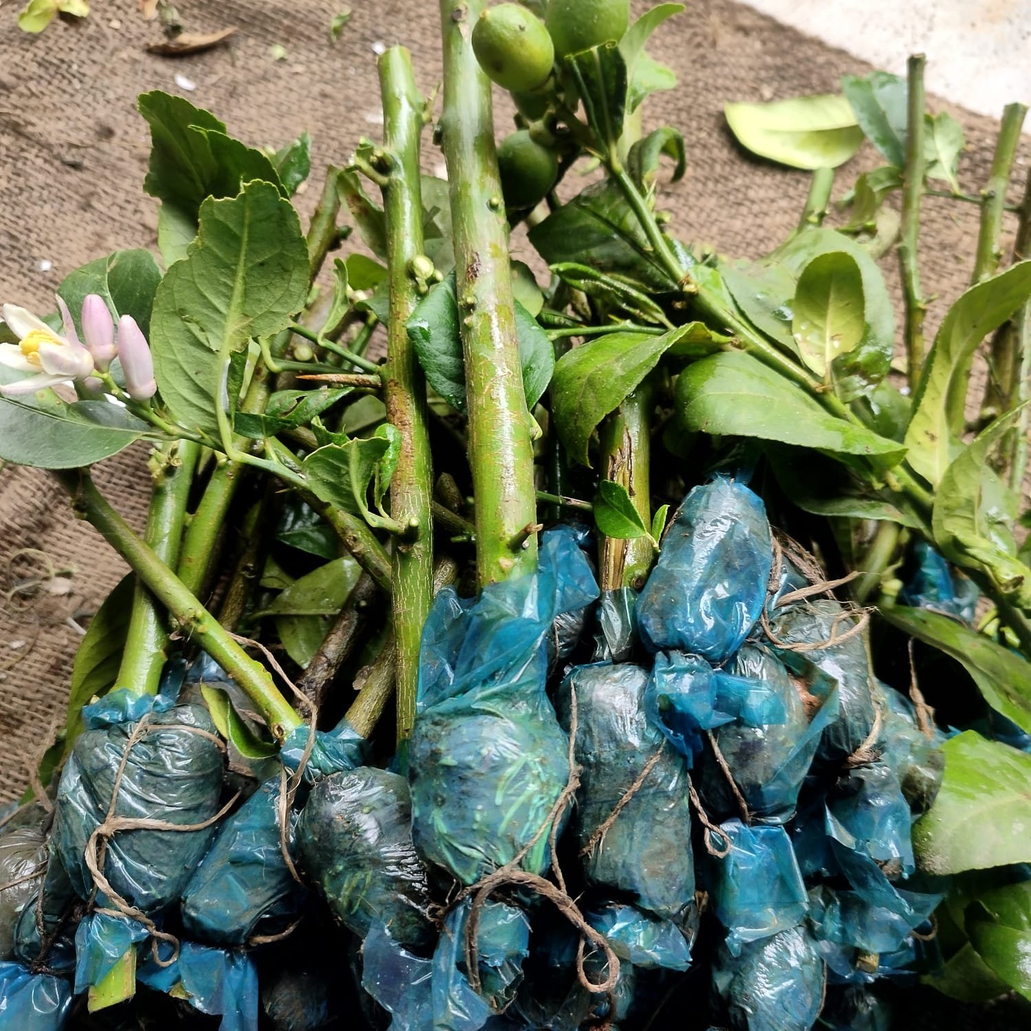 59065476-a49f-45c7-a31d-635ff45052d9